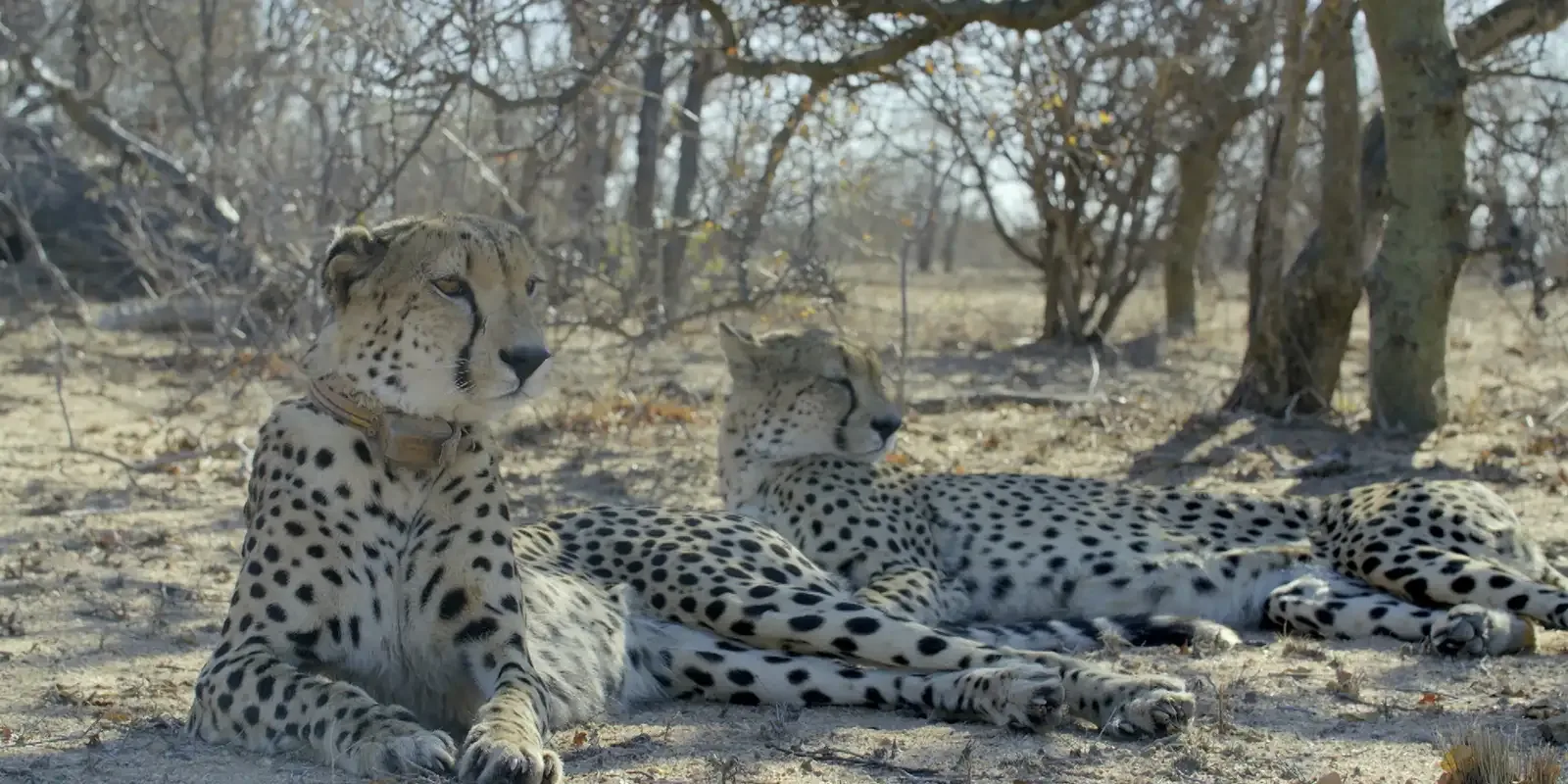 TV Brasil estreia faixa com séries de natureza selvagem no horário nobre